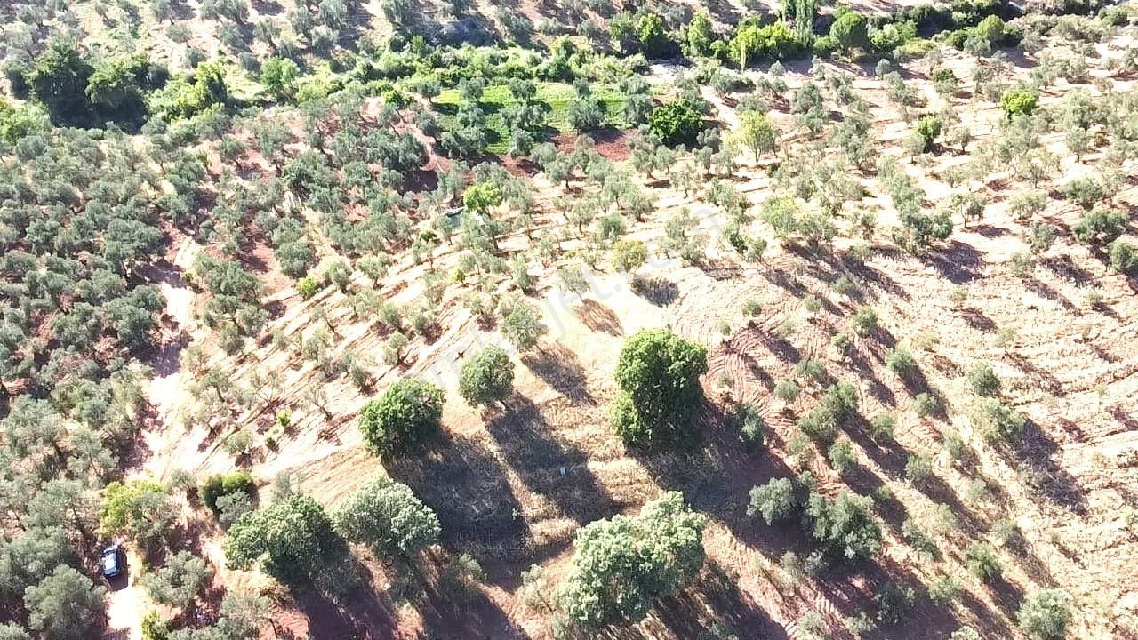 Aktif'ten Kuyumcuda Olan 8350 M2 Yatırımlığa Uygun Satılık Zeytinlik - Görsel 21
