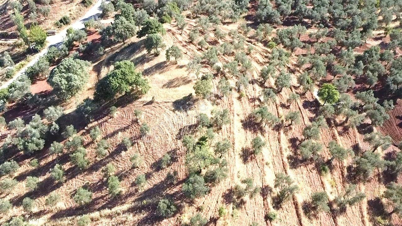 Aktif'ten Kuyumcuda Olan 8350 M2 Yatırımlığa Uygun Satılık Zeytinlik