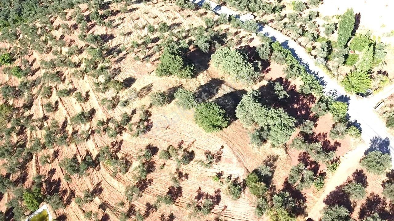 Aktif'ten Kuyumcuda Olan 8350 M2 Yatırımlığa Uygun Satılık Zeytinlik - Görsel 22