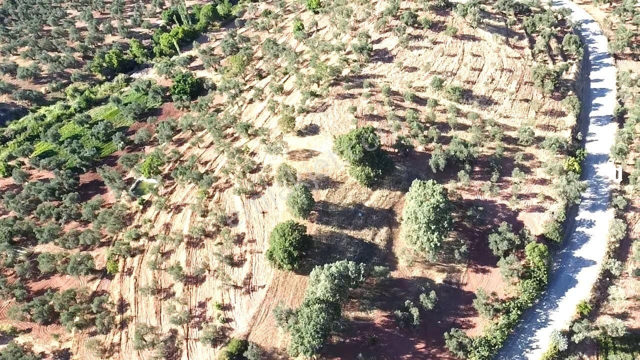 Aktif'ten Kuyumcuda Olan 8350 M2 Yatırımlığa Uygun Satılık Zeytinlik - Görsel 19