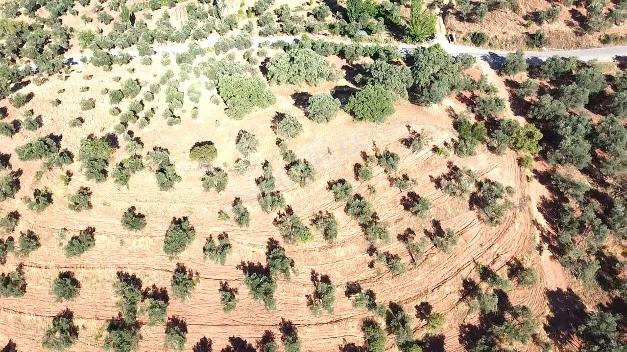 Aktif'ten Kuyumcuda Olan 8350 M2 Yatırımlığa Uygun Satılık Zeytinlik - Görsel 17