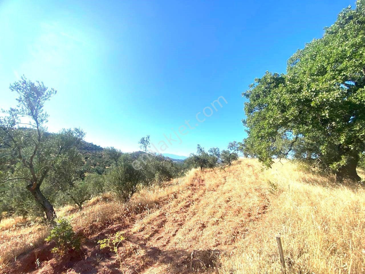 Aktif'ten Kuyumcuda Olan 8350 M2 Yatırımlığa Uygun Satılık Zeytinlik - Görsel 9
