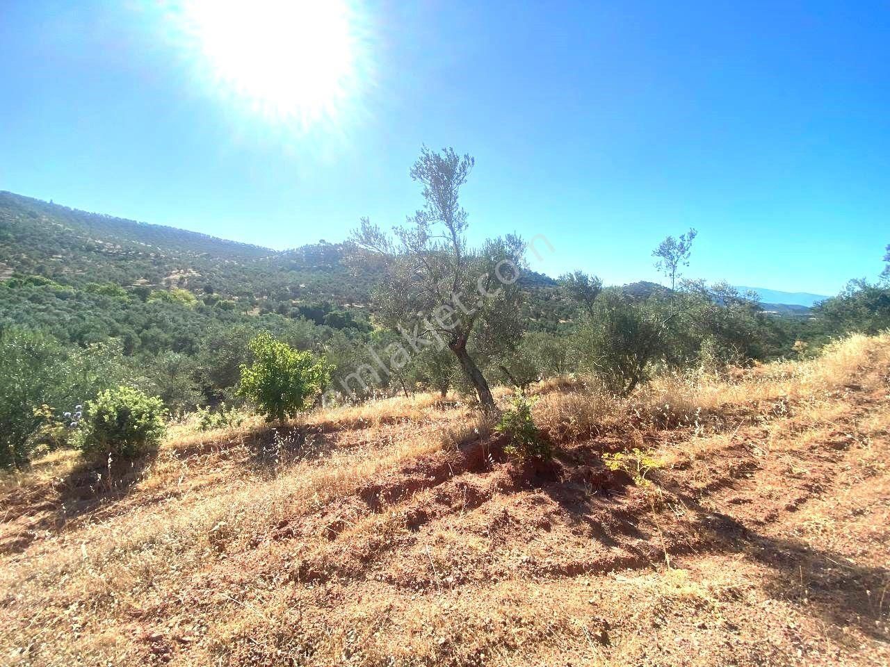 Aktif'ten Kuyumcuda Olan 8350 M2 Yatırımlığa Uygun Satılık Zeytinlik - Görsel 15