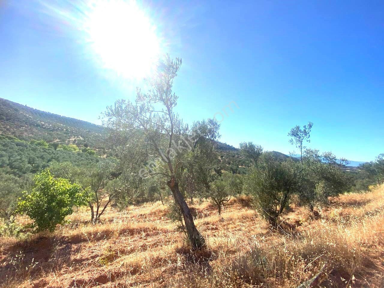 Aktif'ten Kuyumcuda Olan 8350 M2 Yatırımlığa Uygun Satılık Zeytinlik - Görsel 5
