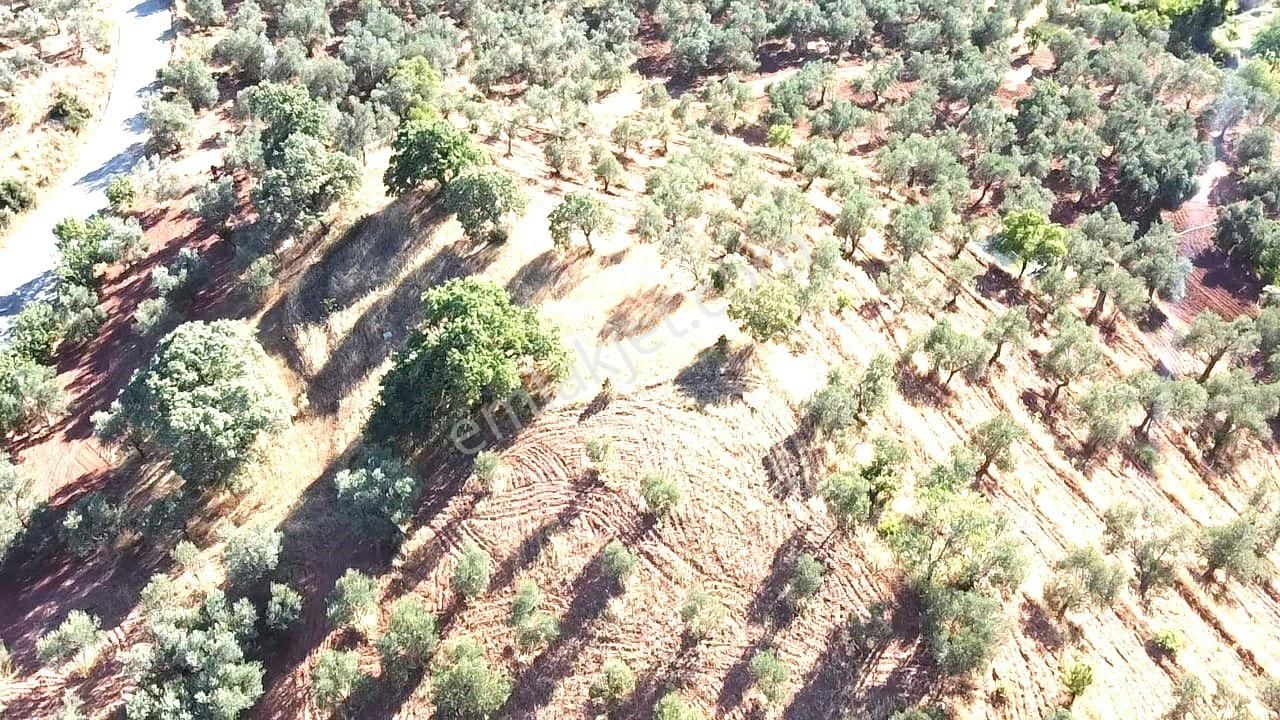 Aktif'ten Kuyumcuda Olan 8350 M2 Yatırımlığa Uygun Satılık Zeytinlik - Görsel 18