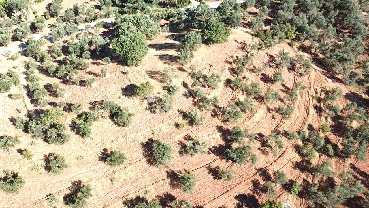 Aktif'ten Kuyumcuda Olan 8350 M2 Yatırımlığa Uygun Satılık Zeytinlik - Görsel 16
