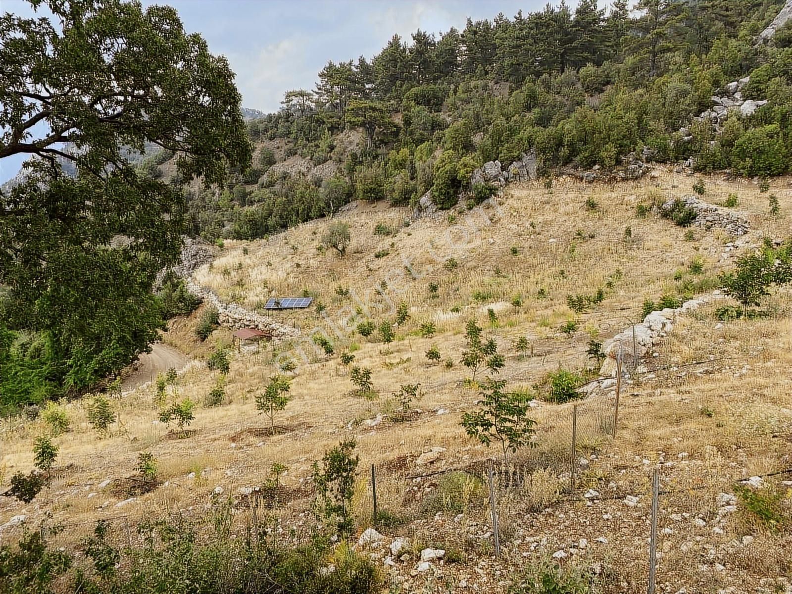 Kuzca Köyü Keleste Herşeyi Hazır Çiftlik Ve Arsası Kurulu Düzen - Görsel 32