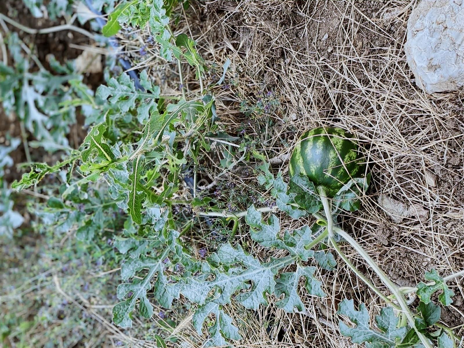 Kuzca Köyü Keleste Herşeyi Hazır Çiftlik Ve Arsası Kurulu Düzen - Görsel 7
