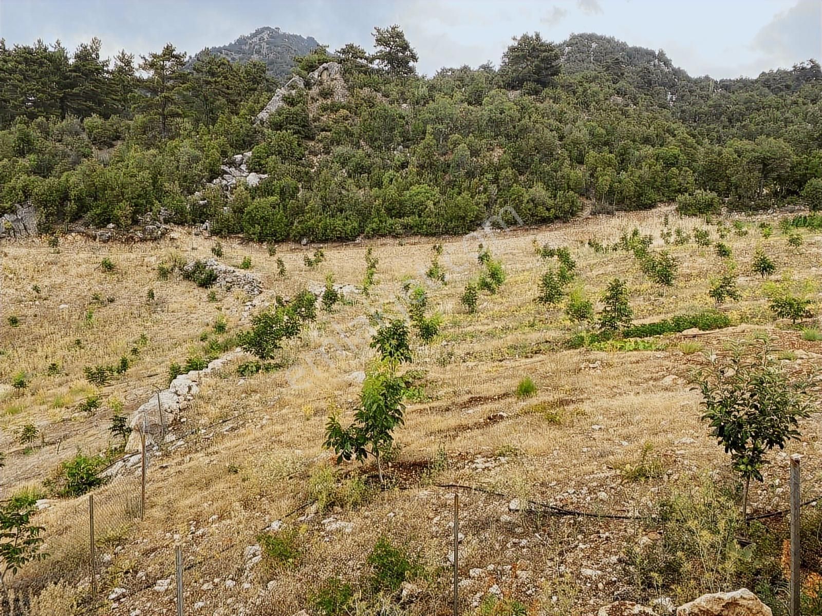 Kuzca Köyü Keleste Herşeyi Hazır Çiftlik Ve Arsası Kurulu Düzen - Görsel 31