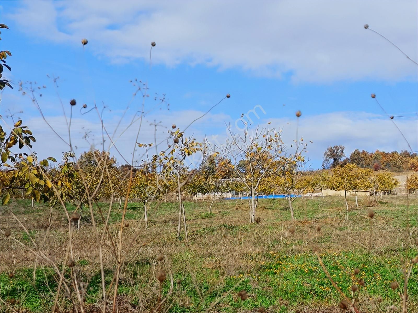 Beynil'den Yalova Çukurköy'de 22.5 Dönüm Satılık Ceviz Bahçesi - Görsel 4