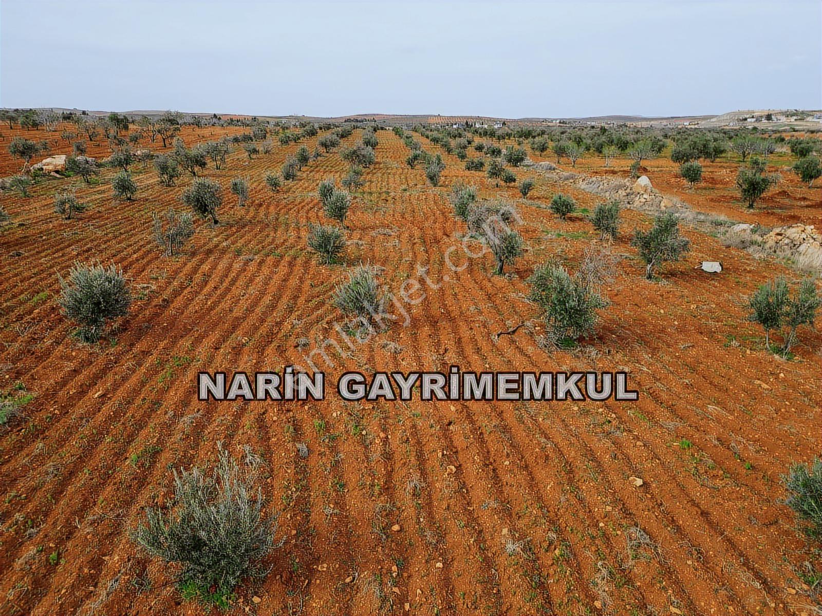 Oğuzeli Tınazdere Mah. 350 Adet Zeytin Ve Resmi Yol, Köy 1 Km - Görsel 11