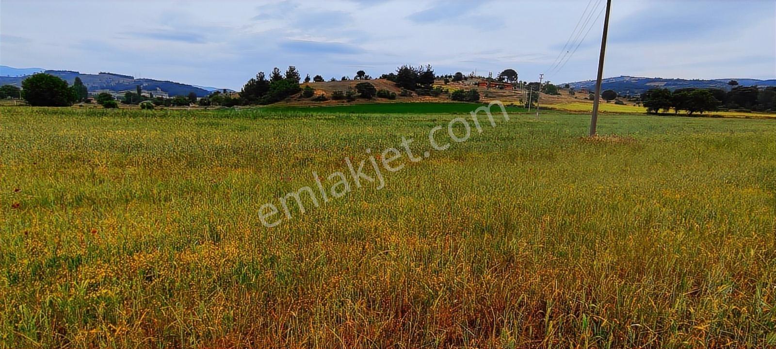 Gördes'te Satılık Merkeze Yakın 20 Dönüm Düz Tarla - Görsel 26