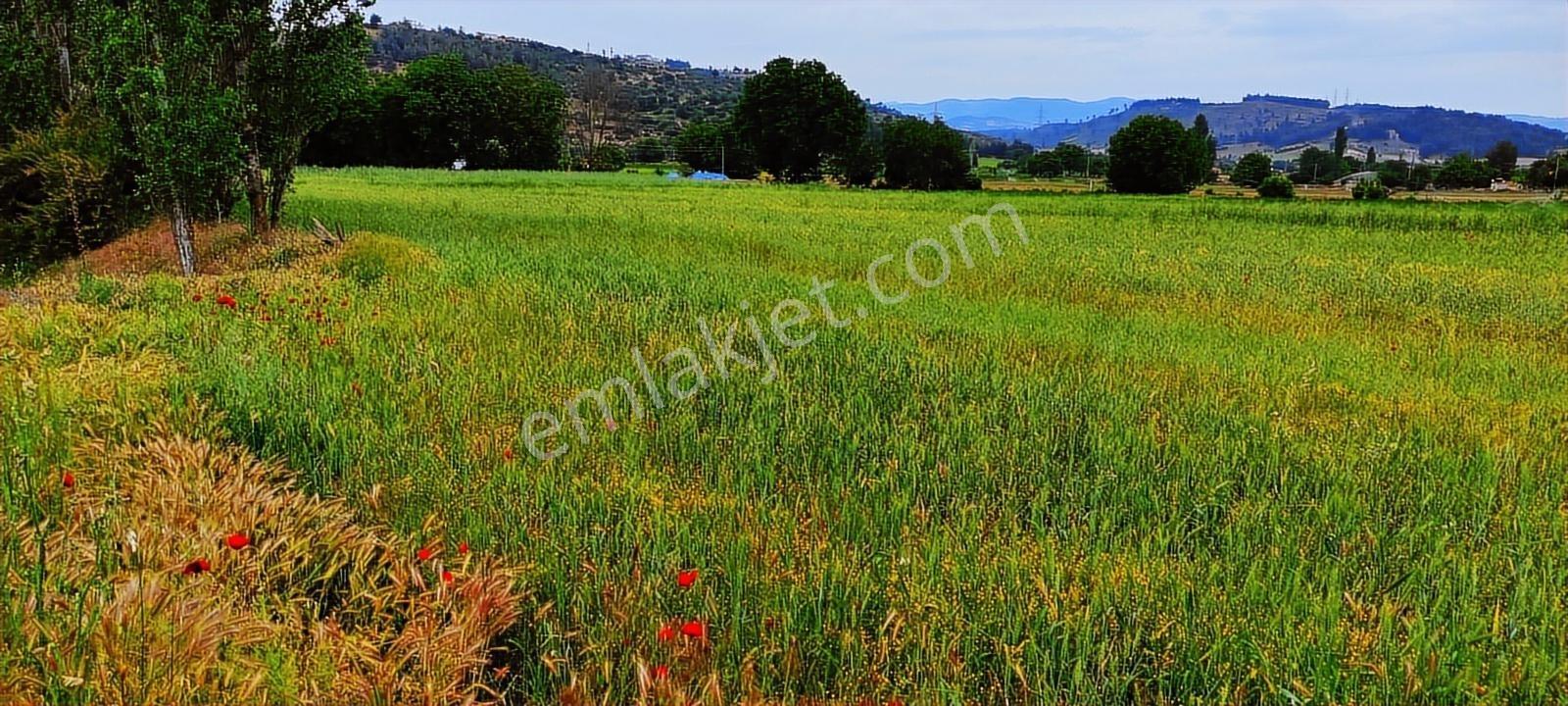 Gördes'te Satılık Merkeze Yakın 20 Dönüm Düz Tarla - Görsel 28