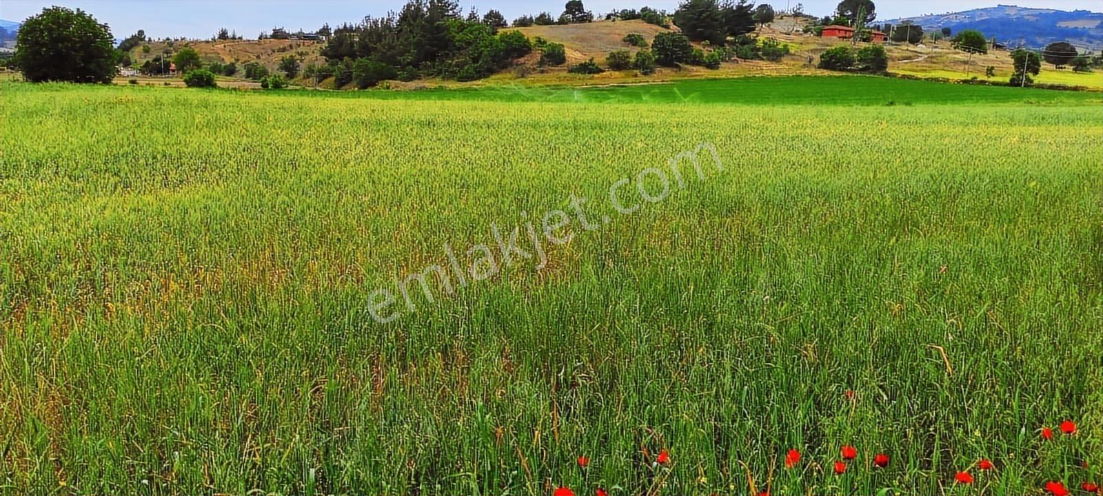 Gördes'te Satılık Merkeze Yakın 20 Dönüm Düz Tarla - Görsel 9