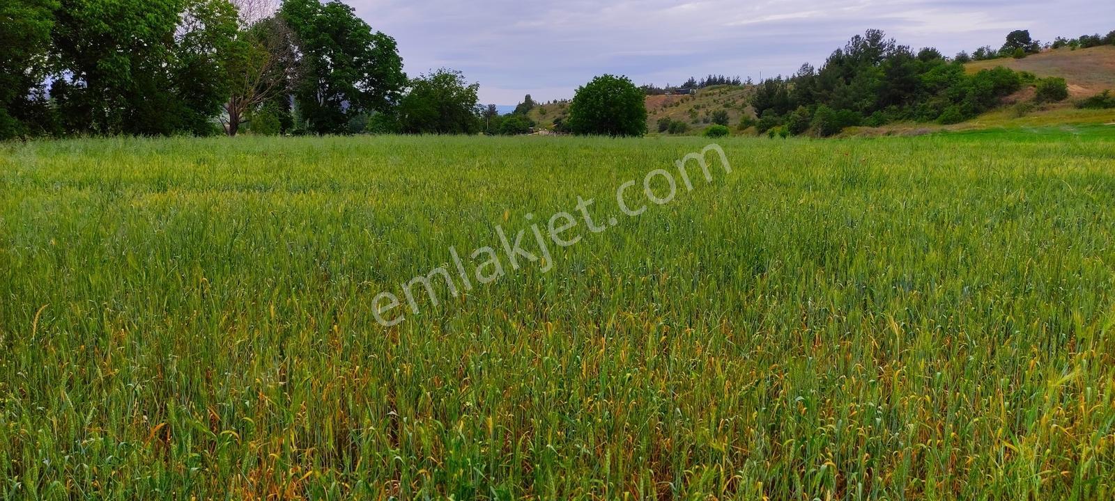 Gördes'te Satılık Merkeze Yakın 20 Dönüm Düz Tarla - Görsel 24