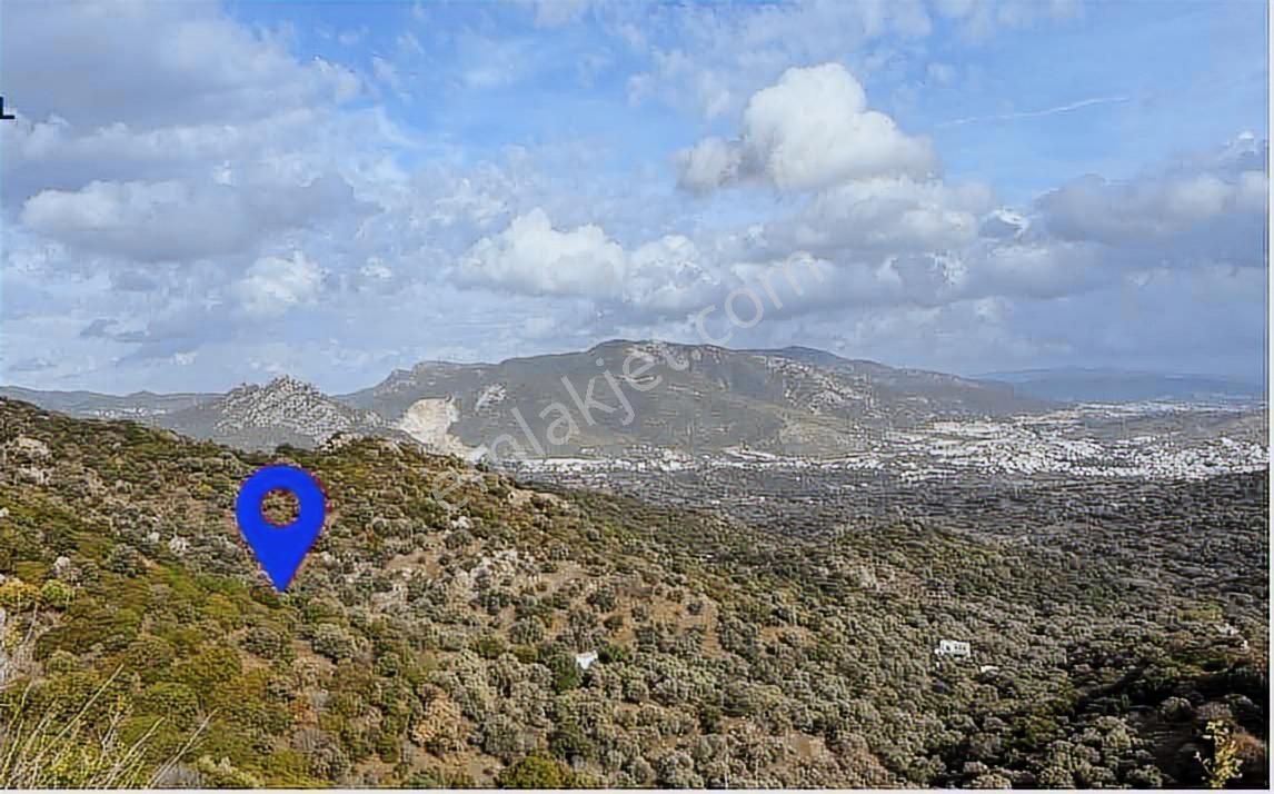 Bodrum Gürecede 11.772 M² Zeytinlik Tarla | Yatırımlık Konum - Görsel 2