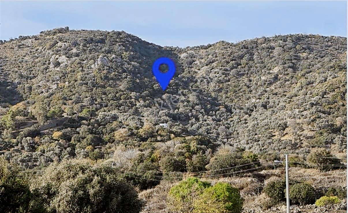 Bodrum Gürecede 11.772 M² Zeytinlik Tarla | Yatırımlık Konum - Görsel 4