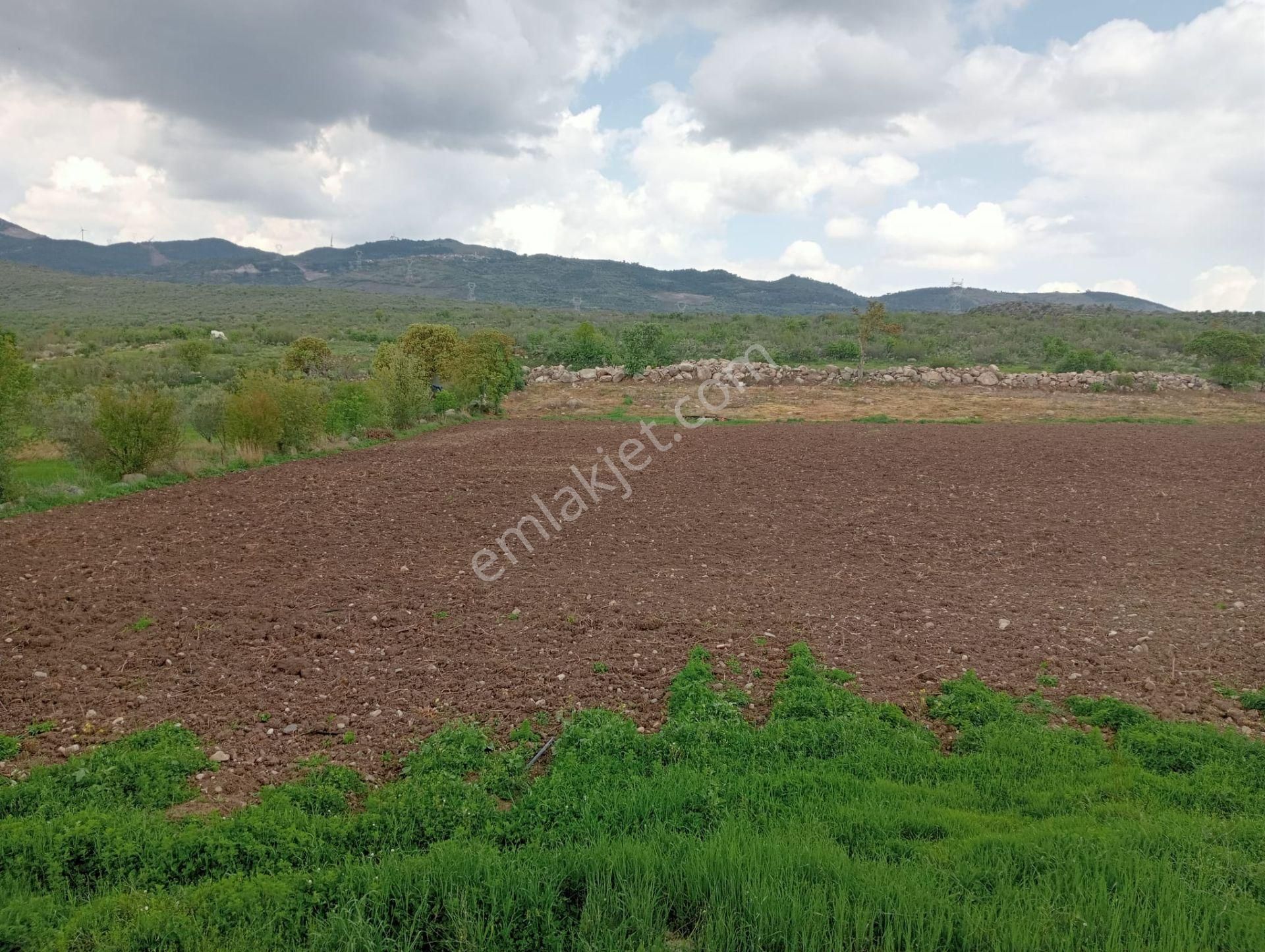 Göçbeyli'de 9250 M2 Köye Yakın Sulu Tarla ( Zeytinlik)