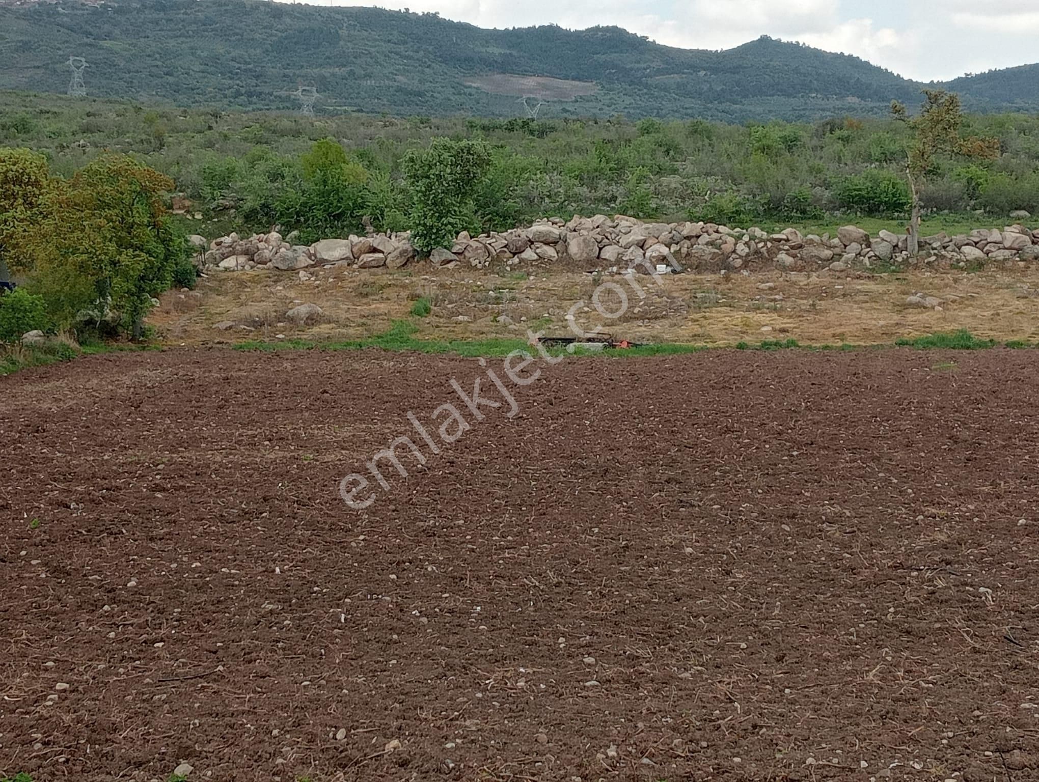 Göçbeyli'de 9250 M2 Köye Yakın Sulu Tarla ( Zeytinlik) - Görsel 2