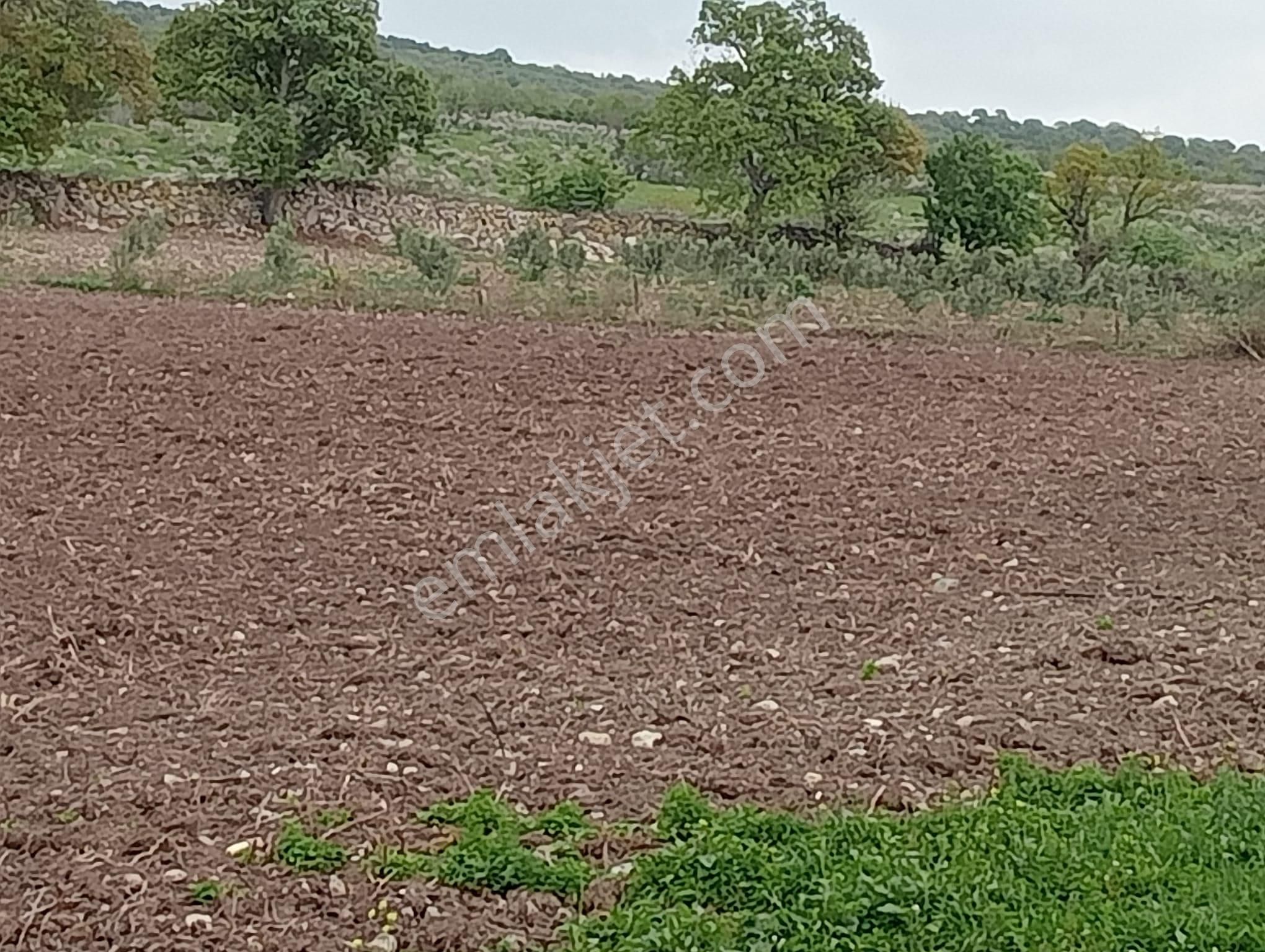 Göçbeyli'de 9250 M2 Köye Yakın Sulu Tarla ( Zeytinlik) - Görsel 3