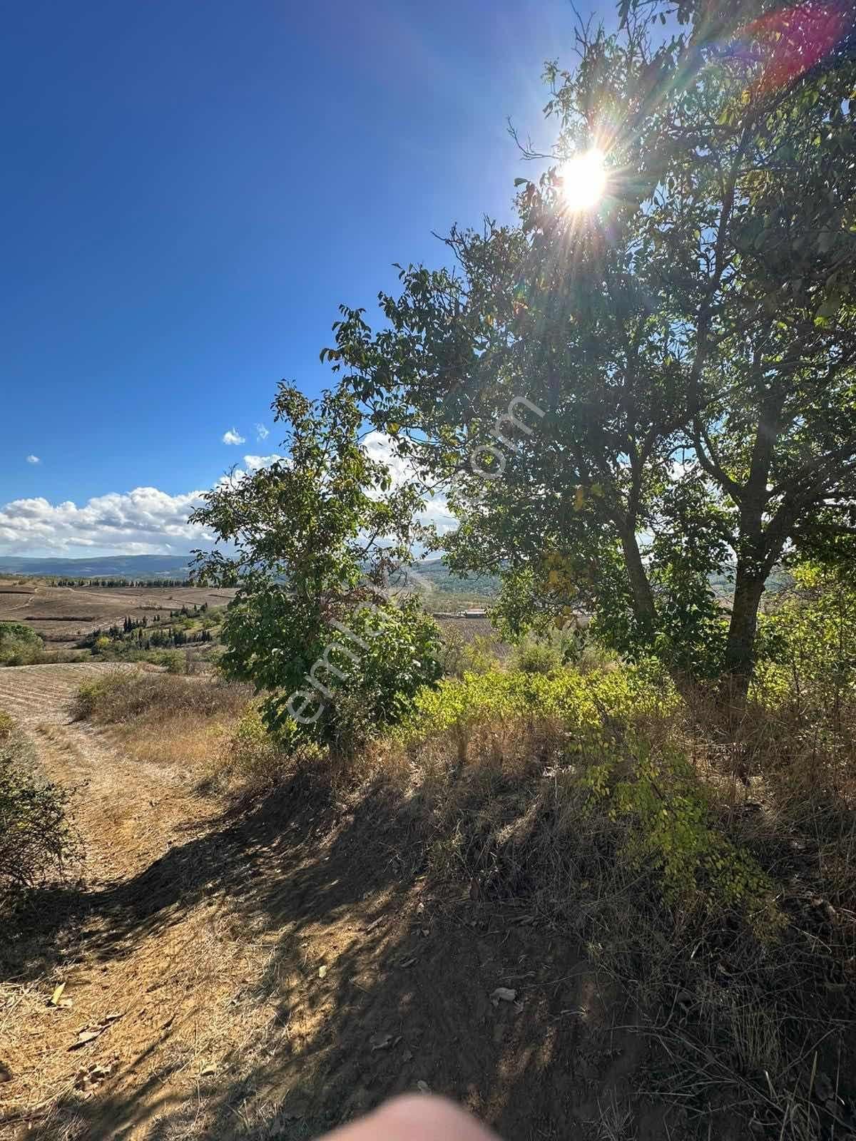 Bağ Yatırımınızda Doğadan Gelen Güzellik | Sağlamtaş, Malkara - Görsel 7