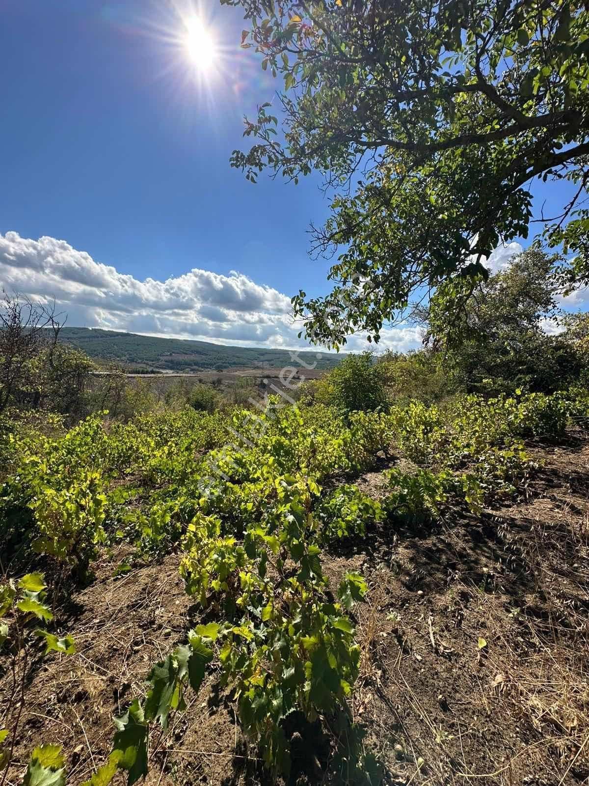 Bağ Yatırımınızda Doğadan Gelen Güzellik | Sağlamtaş, Malkara - Görsel 3
