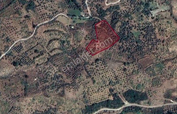 💼 Yatırım Fırsatı! Burgaz'da İncir Bahçesi Ve Zeytinlik