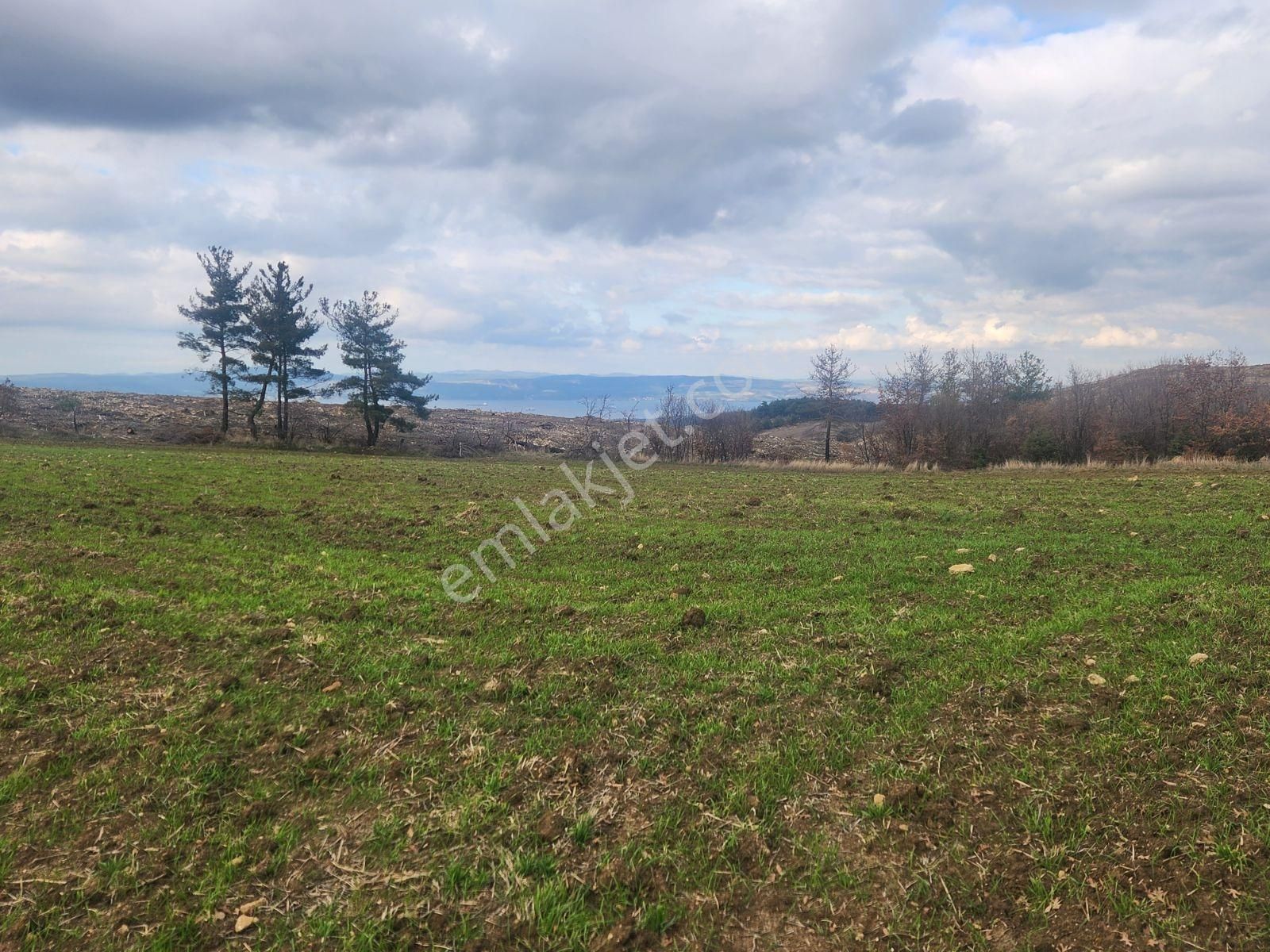 Çanakkale Merkez Yukarıokçular Boğaz Manzaralı 9 Dönüm Tarla. - Görsel 15