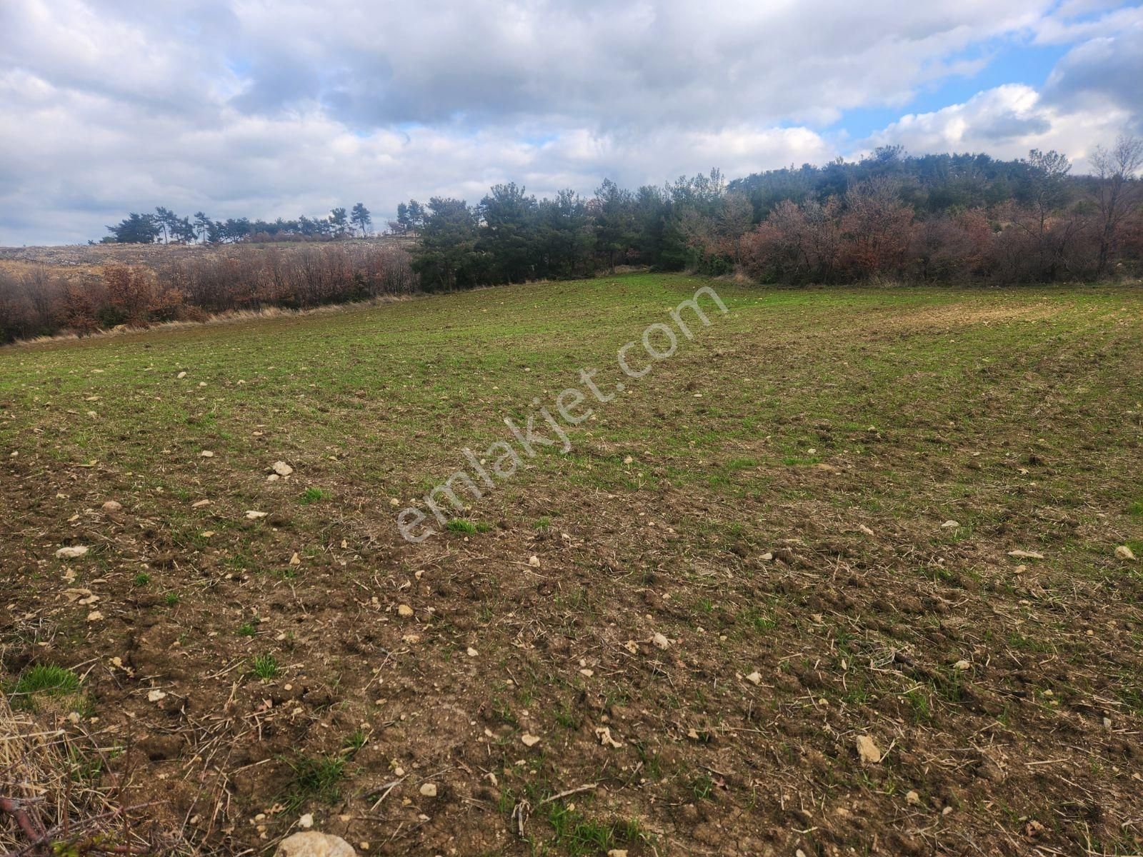 Çanakkale Merkez Yukarıokçular Boğaz Manzaralı 9 Dönüm Tarla. - Görsel 19