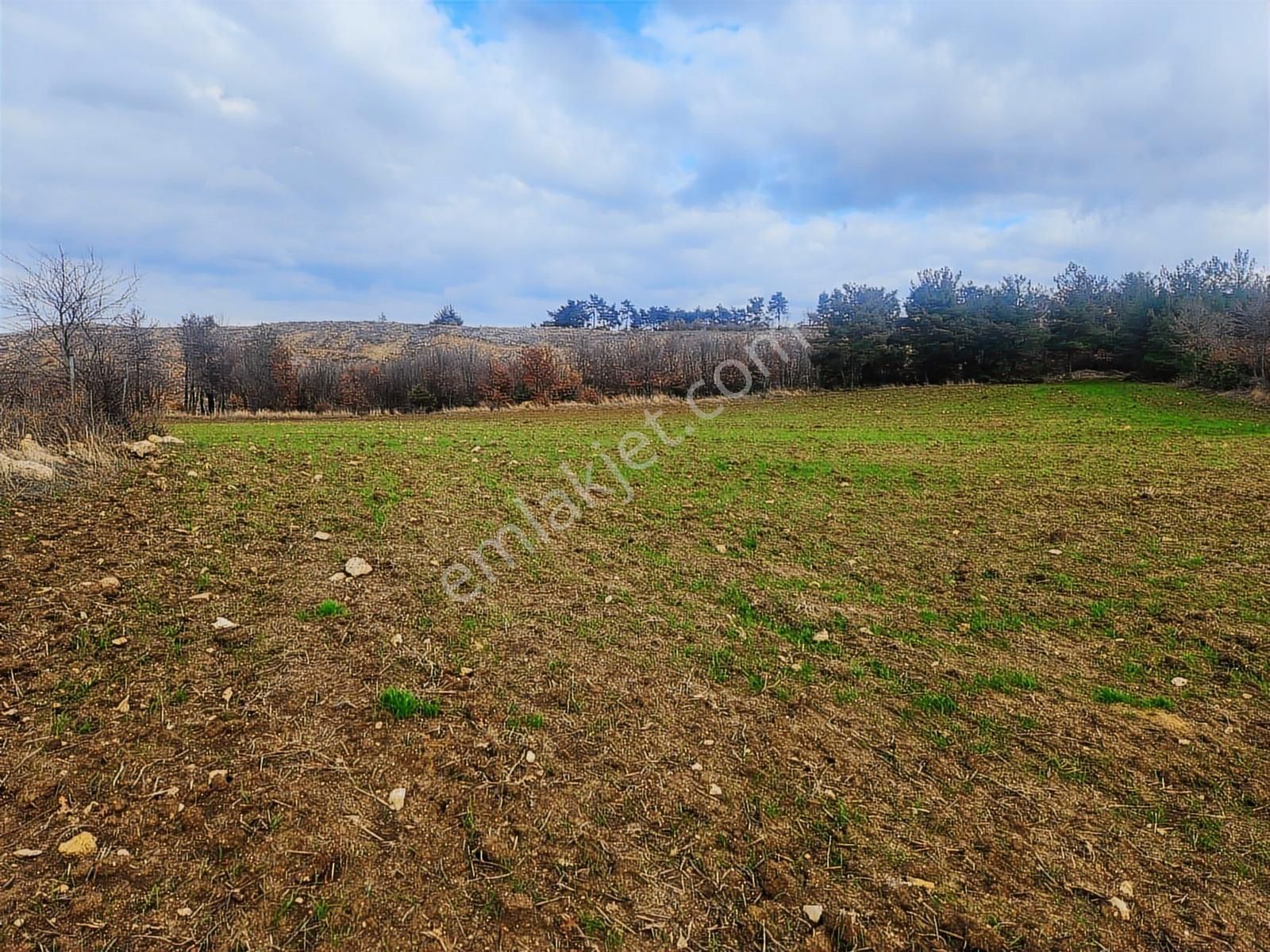 Çanakkale Merkez Yukarıokçular Boğaz Manzaralı 9 Dönüm Tarla. - Görsel 17