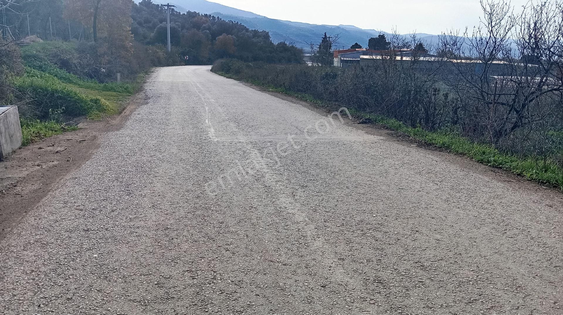 Çiçekli De Satılık Zeytinlik - Görsel 27