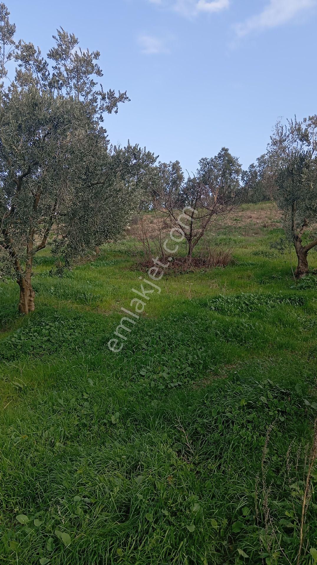 Çiçekli De Satılık Zeytinlik - Görsel 19