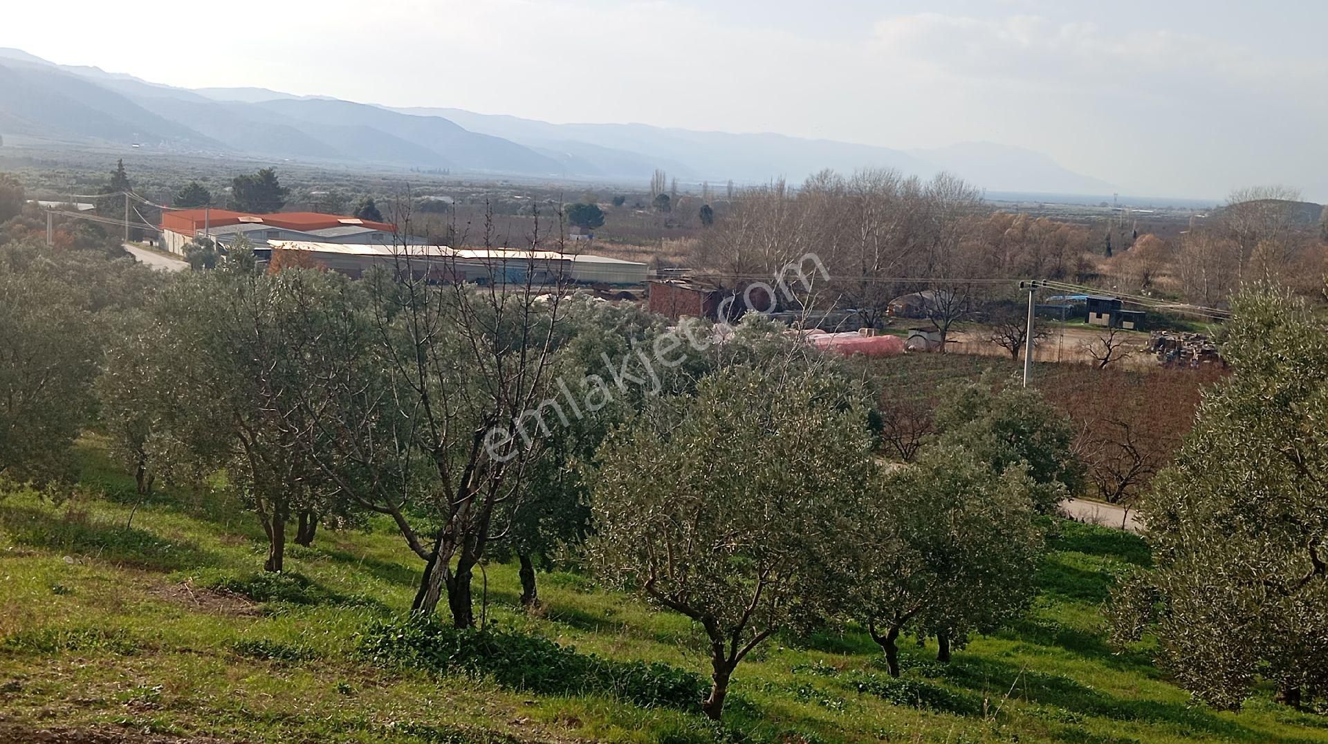 Çiçekli De Satılık Zeytinlik - Görsel 17