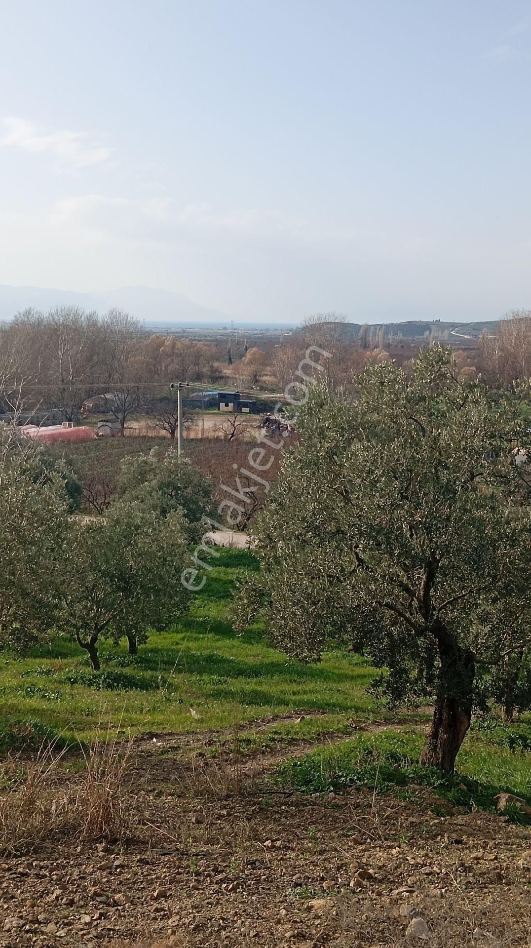 Çiçekli De Satılık Zeytinlik - Görsel 16