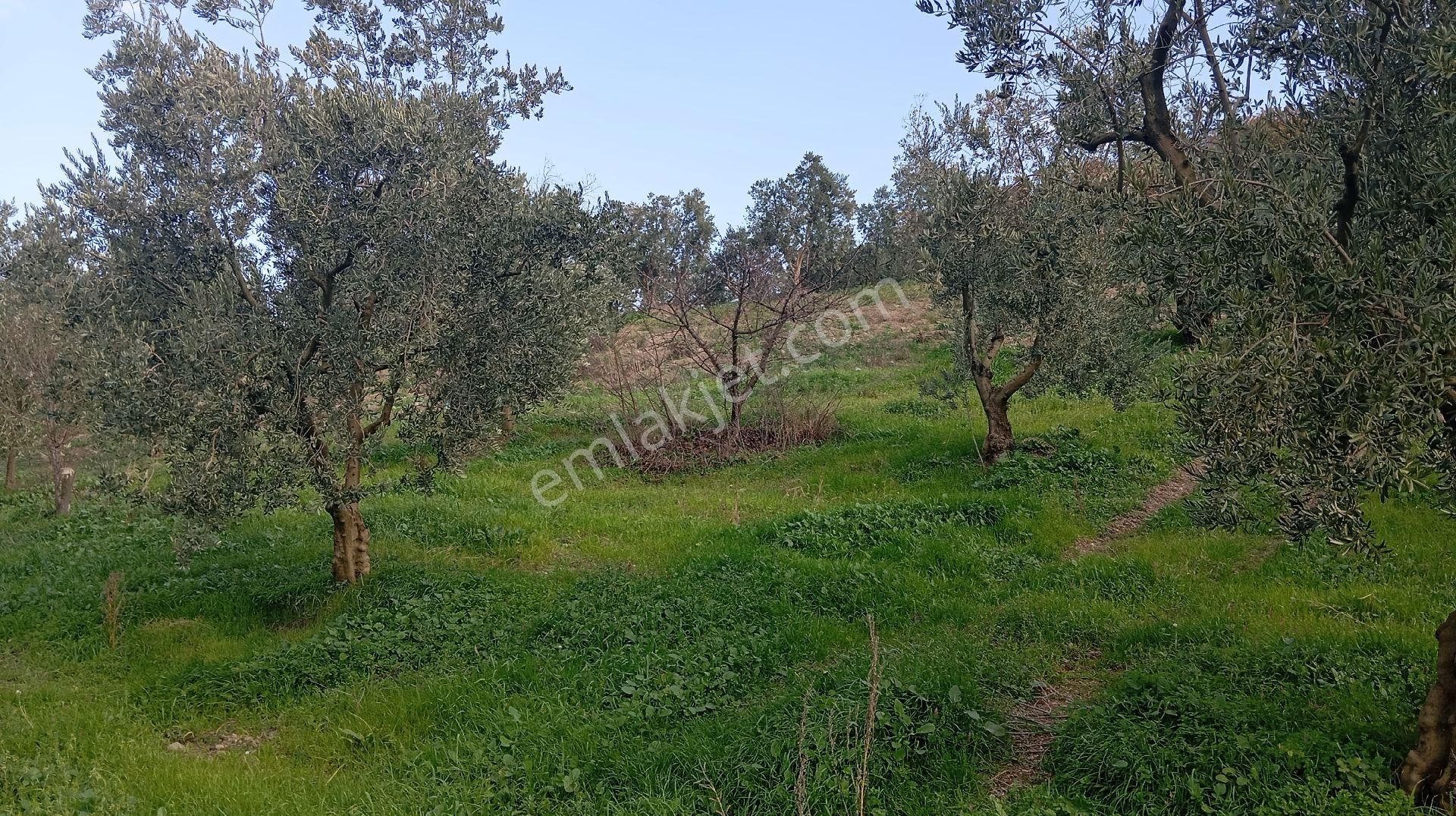 Çiçekli De Satılık Zeytinlik - Görsel 18