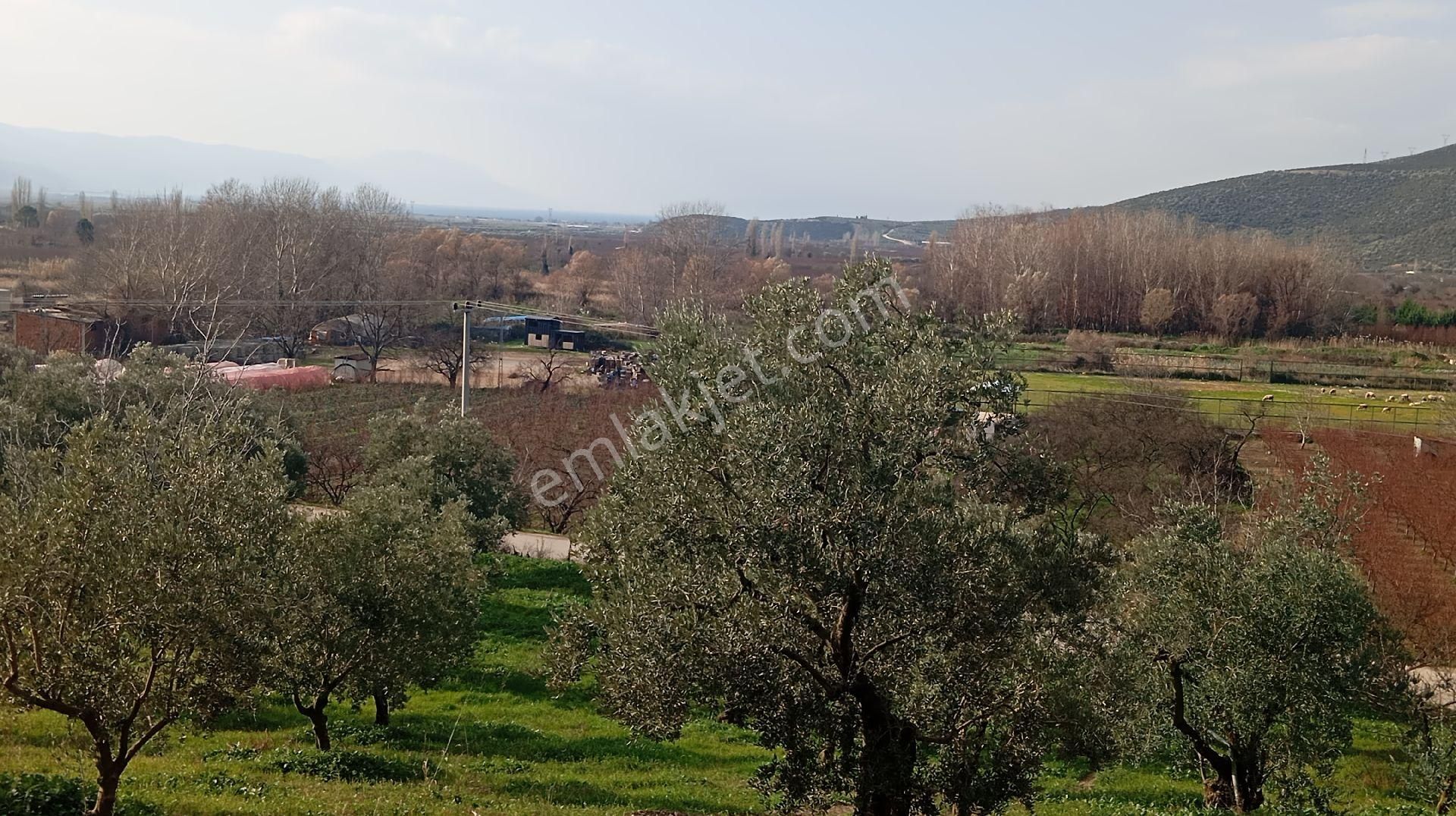 Çiçekli De Satılık Zeytinlik - Görsel 15