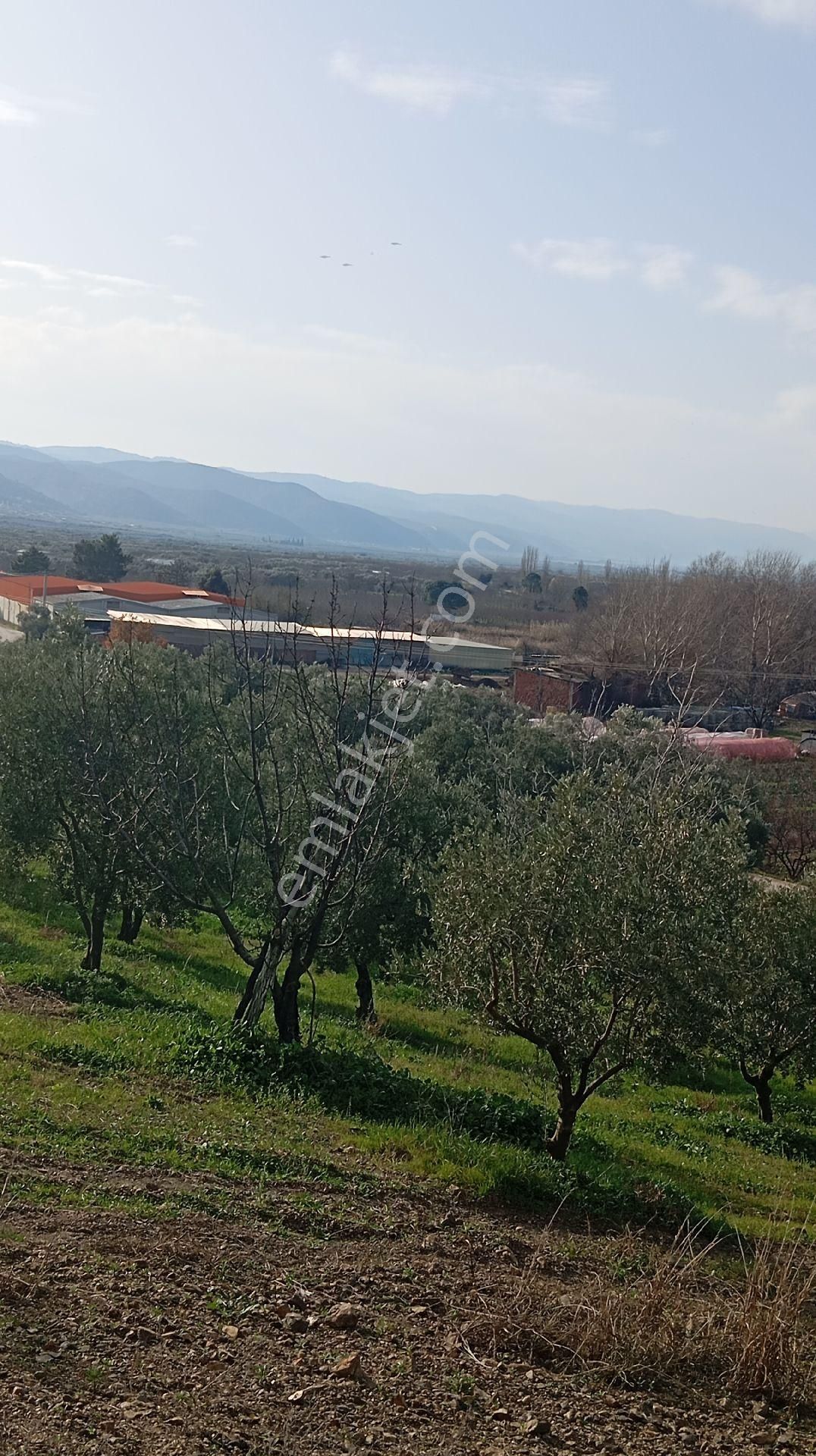 Çiçekli De Satılık Zeytinlik - Görsel 14