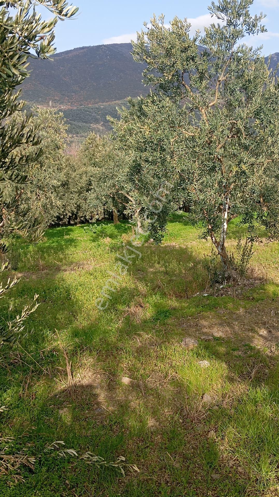 Çiçekli De Satılık Zeytinlik - Görsel 10