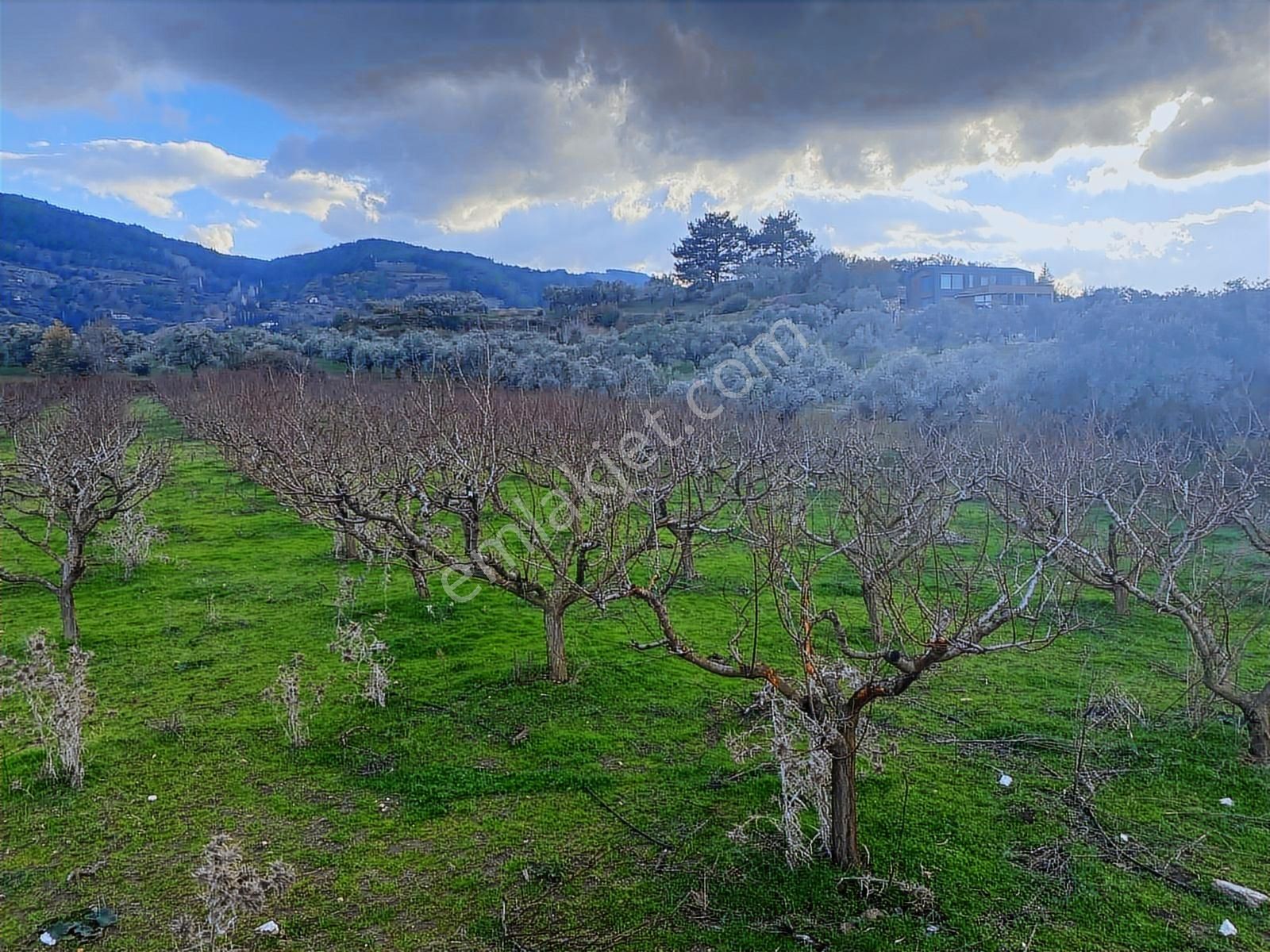 Emlak Adasından Selcuk Şırınce De Seftalı Bahcesı - Görsel 4