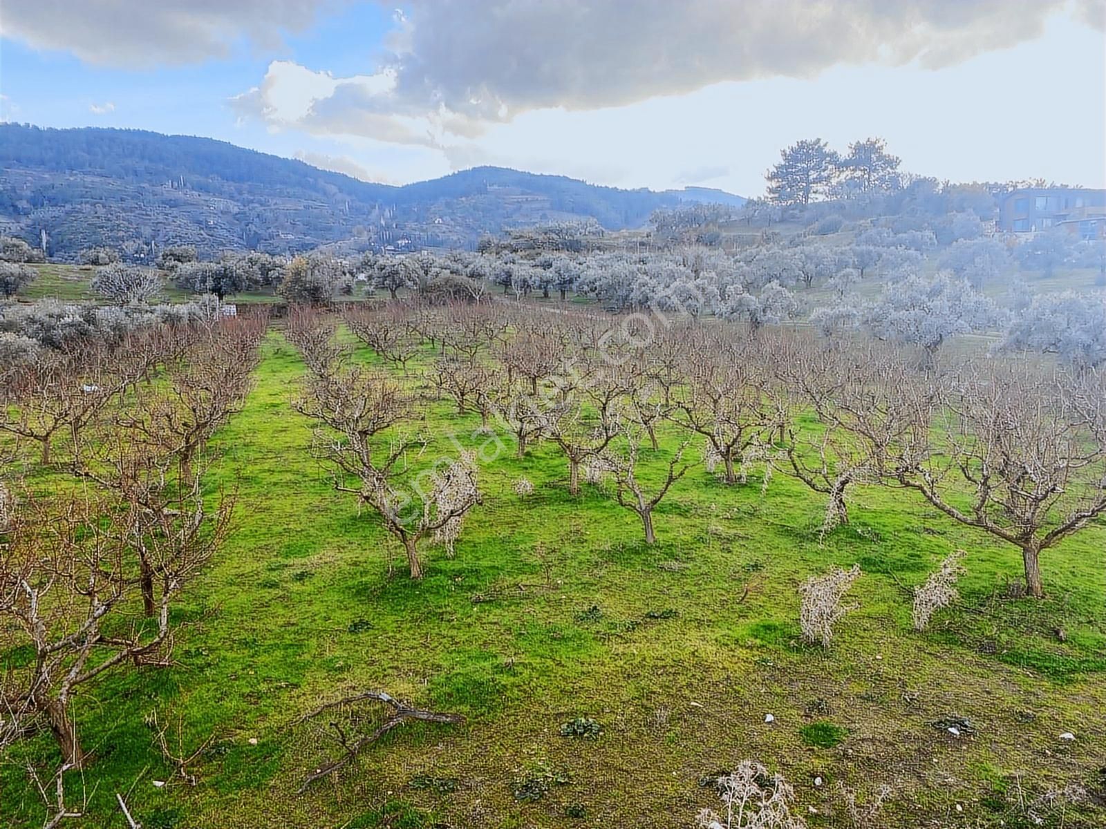 Emlak Adasından Selcuk Şırınce De Seftalı Bahcesı