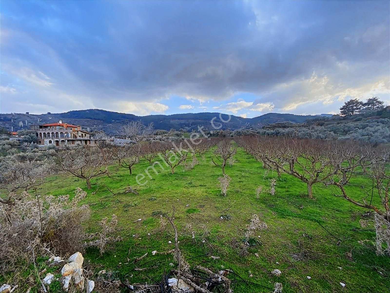 Emlak Adasından Selcuk Şırınce De Seftalı Bahcesı - Görsel 3