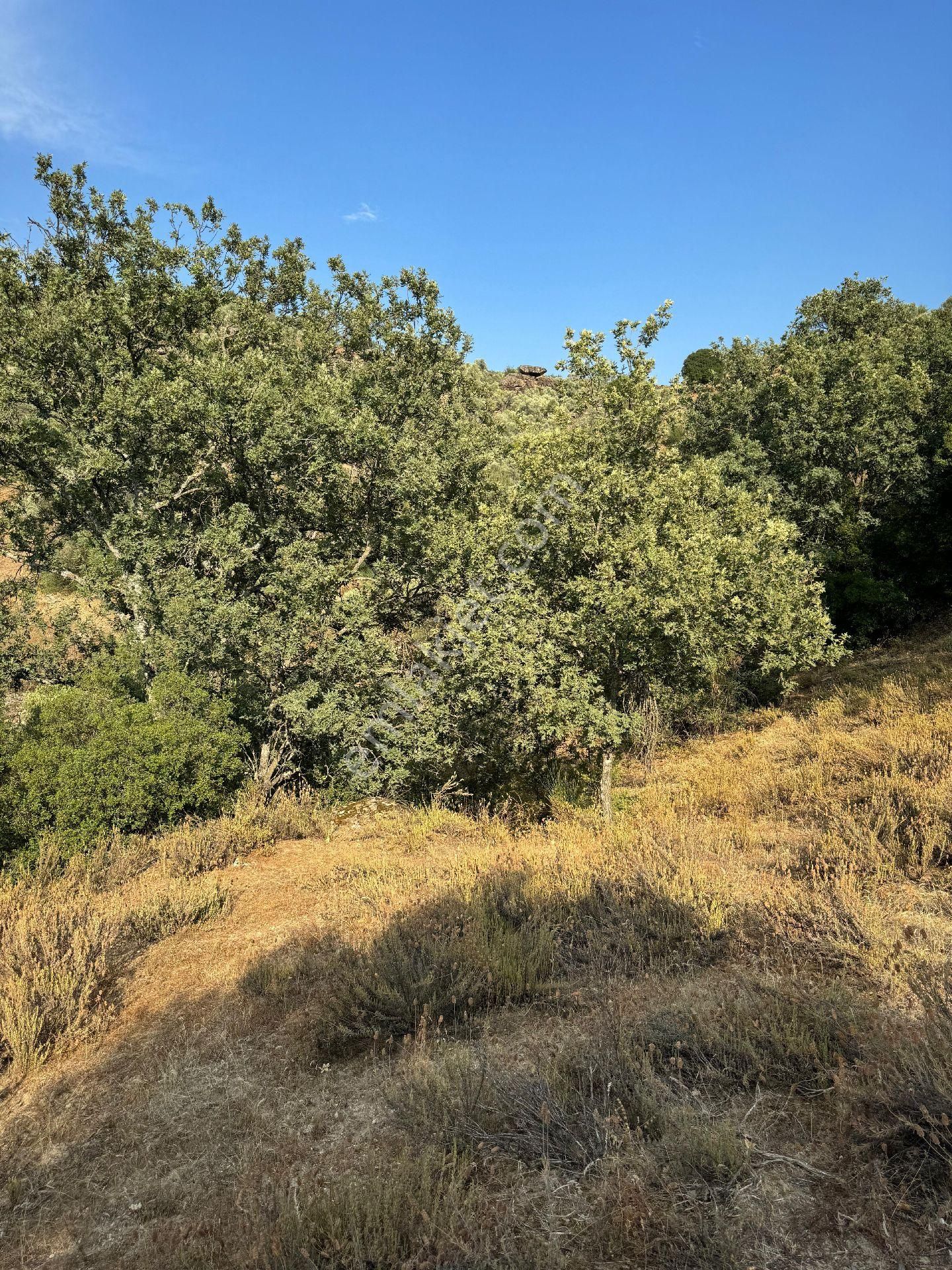 7000 M2 Zeytinlik.. Acil İhtiyaçtan. - Görsel 2