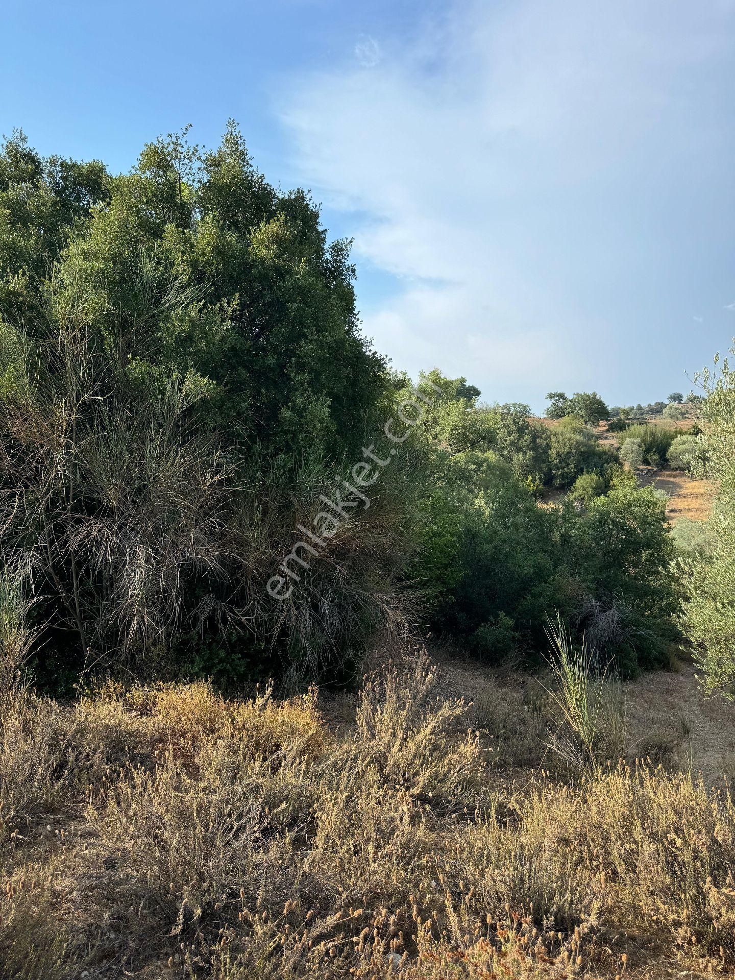 7000 M2 Zeytinlik.. Acil İhtiyaçtan. - Görsel 4