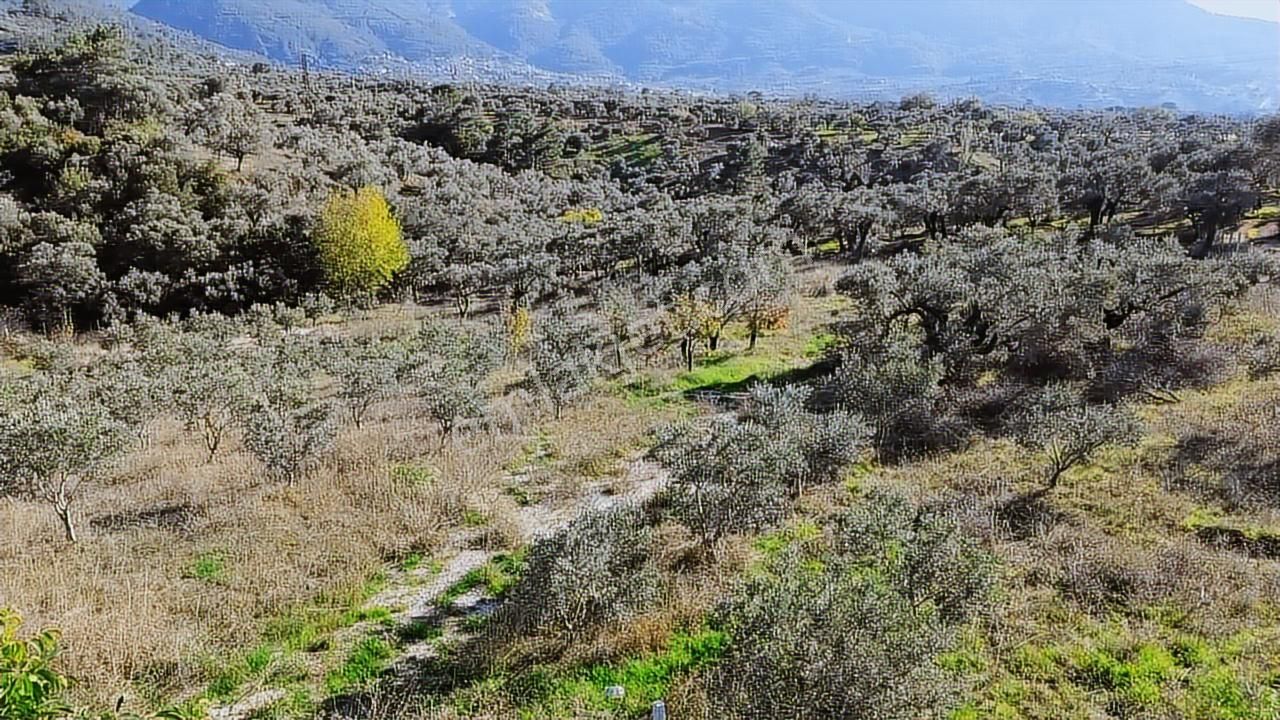 Kadastral Yola Cephe Müstakil Zeytinlik! - Görsel 17