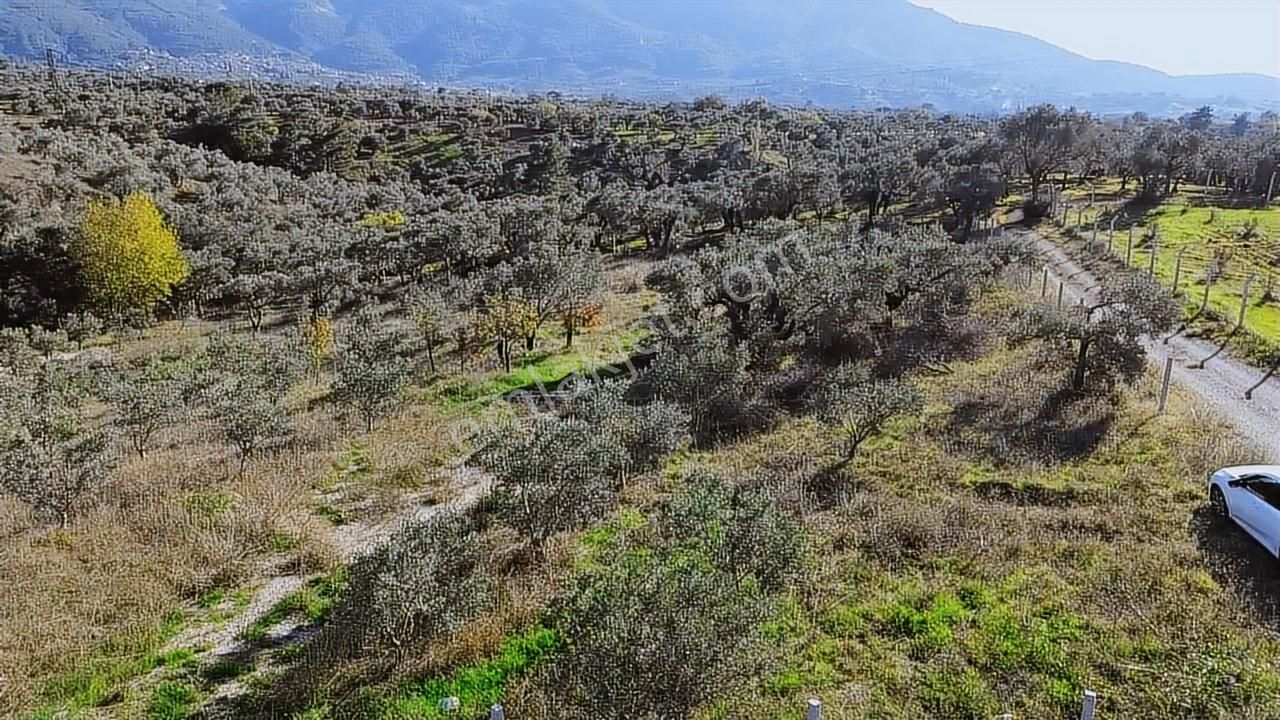 Kadastral Yola Cephe Müstakil Zeytinlik! - Görsel 16