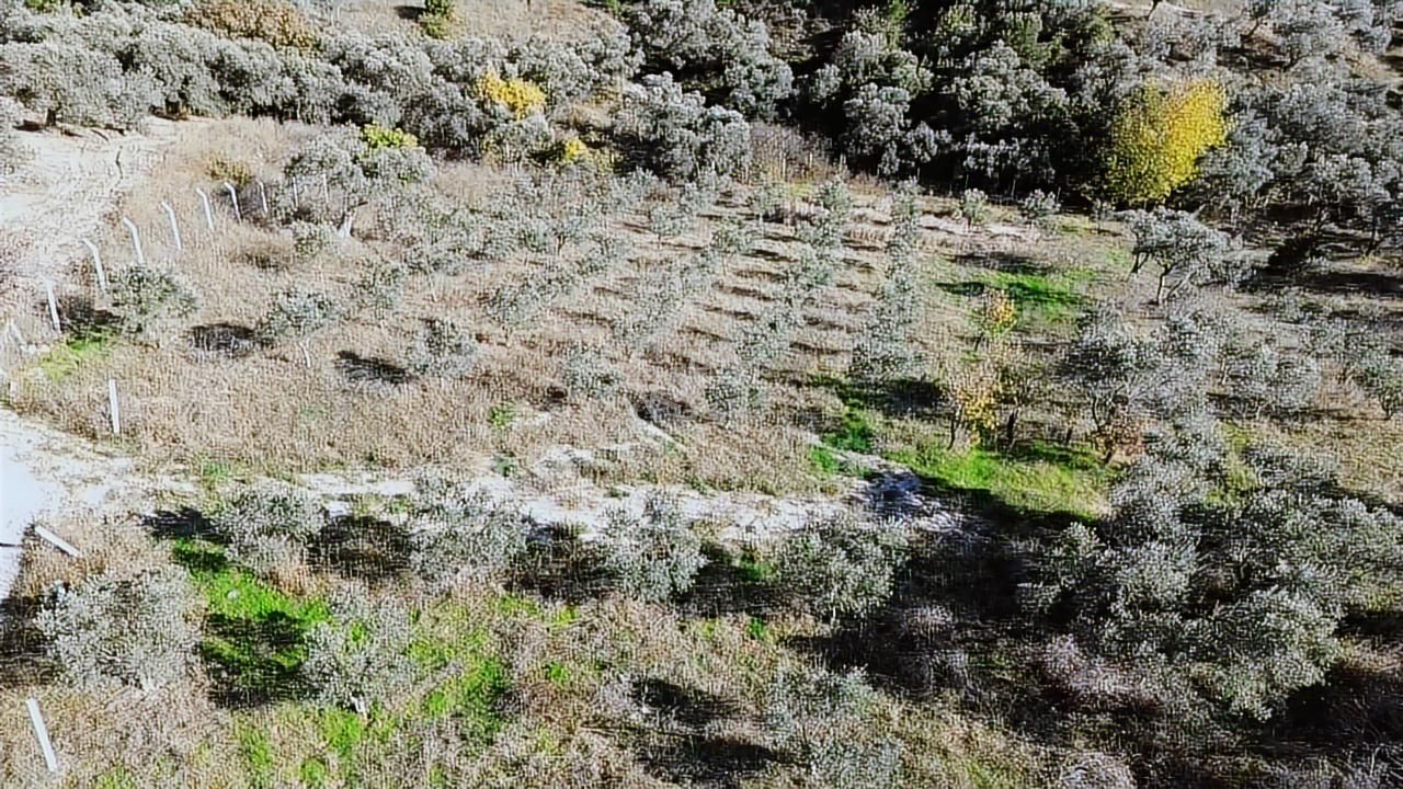 Kadastral Yola Cephe Müstakil Zeytinlik! - Görsel 8
