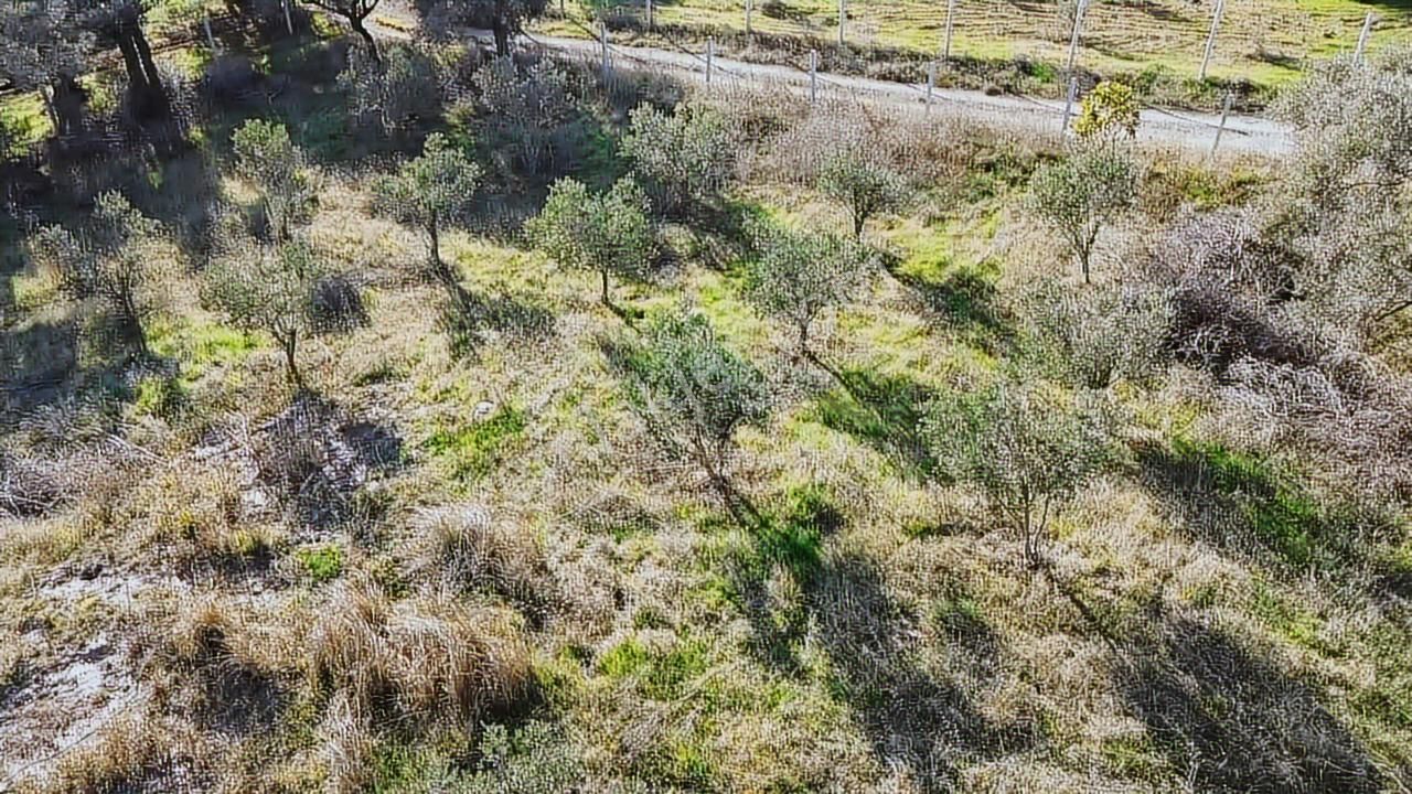 Kadastral Yola Cephe Müstakil Zeytinlik! - Görsel 20