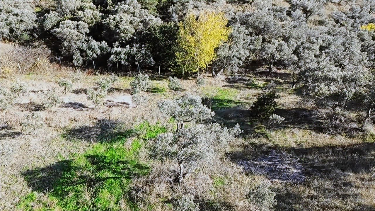 Kadastral Yola Cephe Müstakil Zeytinlik! - Görsel 21
