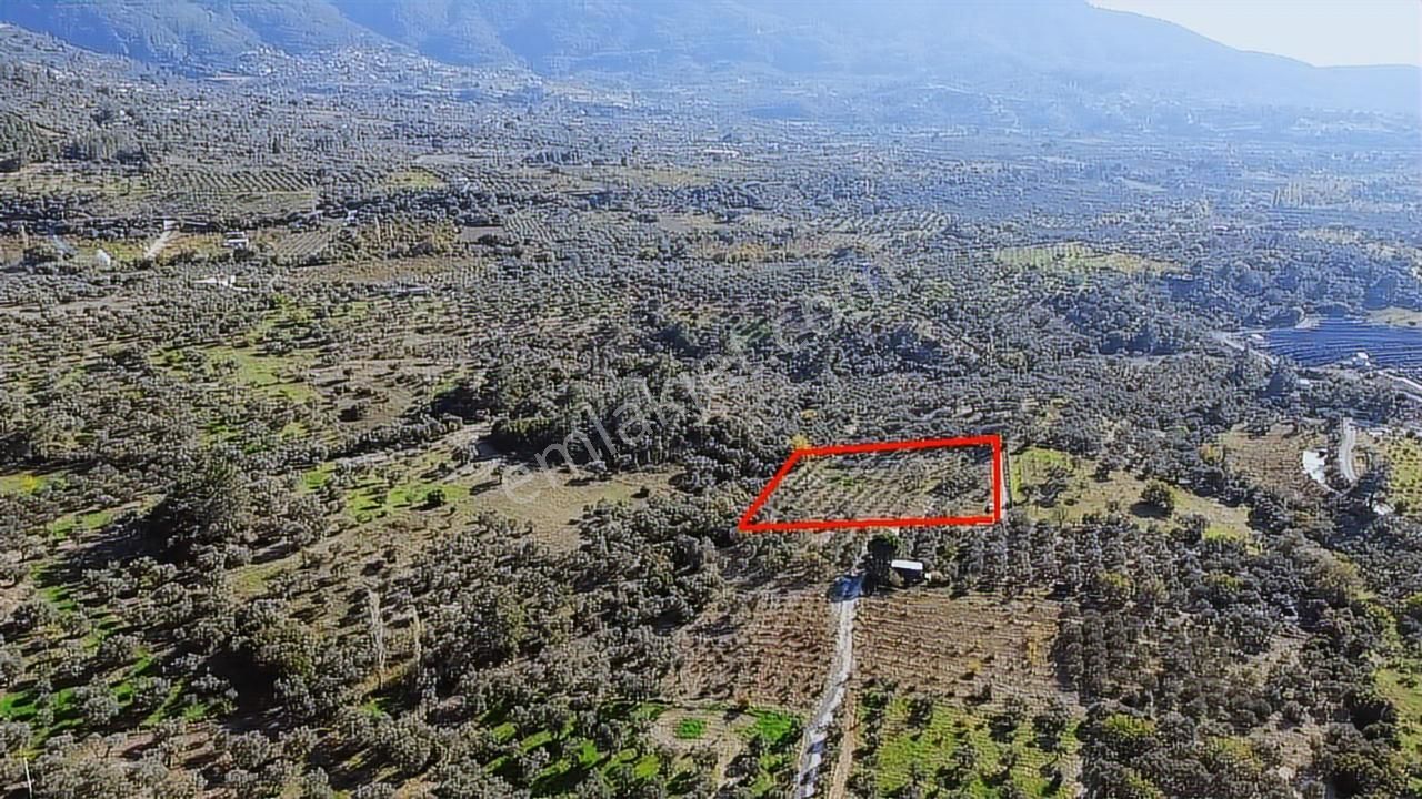 Kadastral Yola Cephe Müstakil Zeytinlik! - Görsel 11