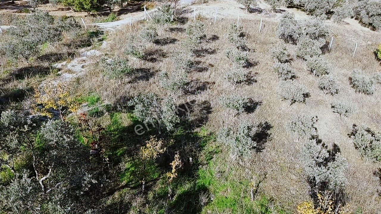 Kadastral Yola Cephe Müstakil Zeytinlik! - Görsel 13